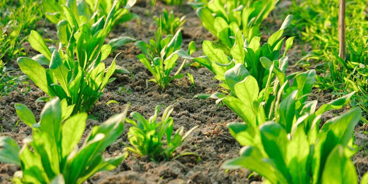 Vibrant green spinach plants growing in neatly organized rows in a sunlit garden.