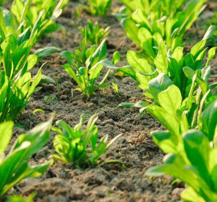 Vibrant green spinach plants growing in neatly organized rows in a sunlit garden.
