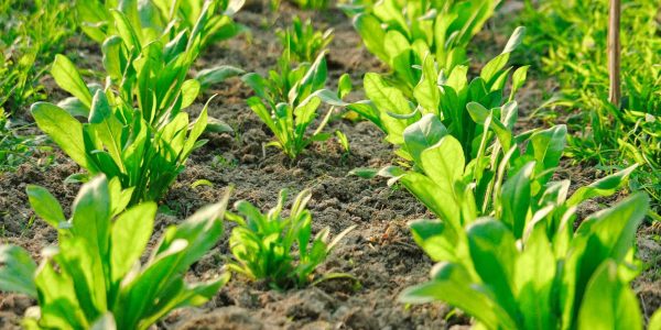 Vibrant green spinach plants growing in neatly organized rows in a sunlit garden.
